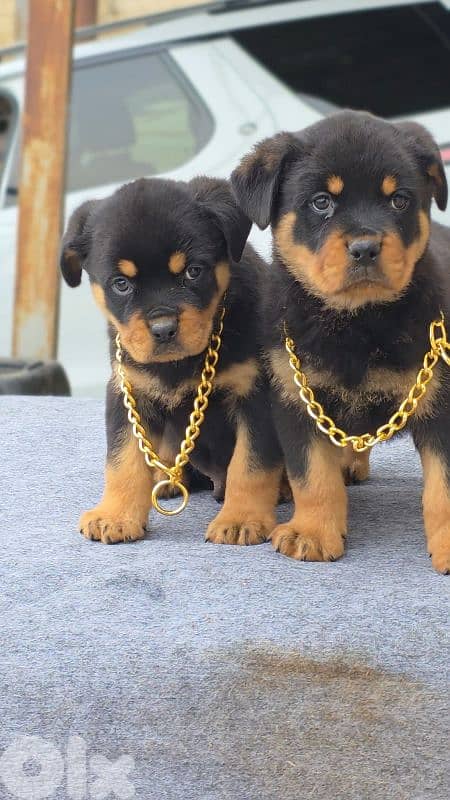 Rottweiler 2