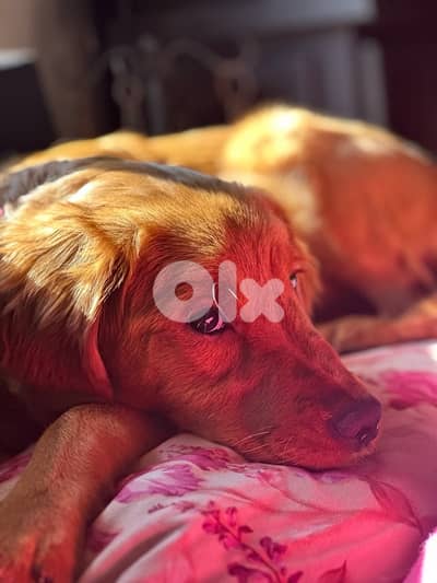 Golden retriever puppy