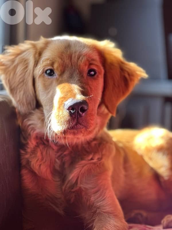 Golden retriever puppy 1