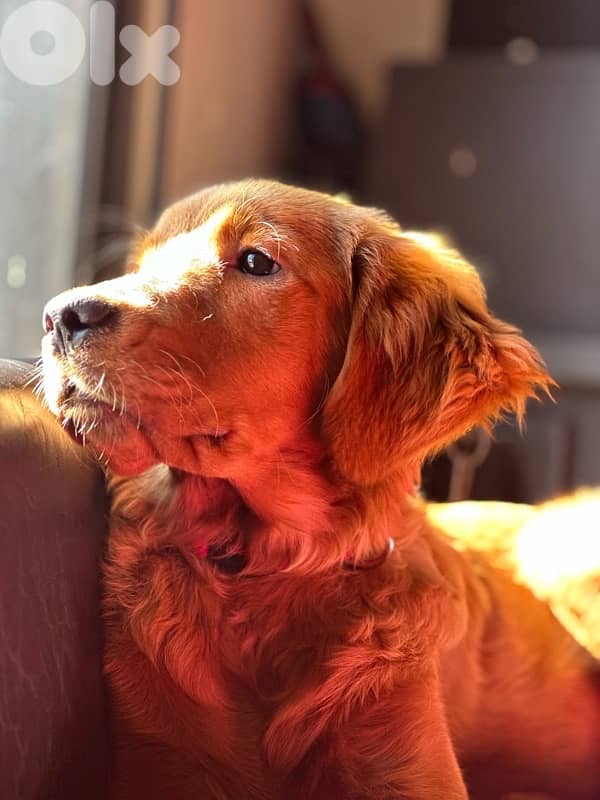 Golden retriever puppy 2