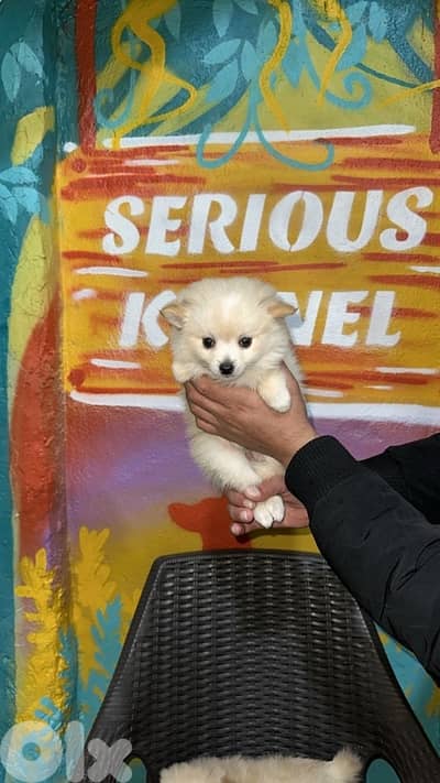 بيروت الضاحيه