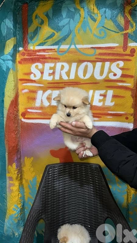 بيروت الضاحيه 1