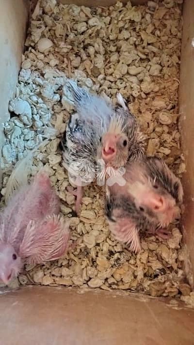 فراخ كوكتيل