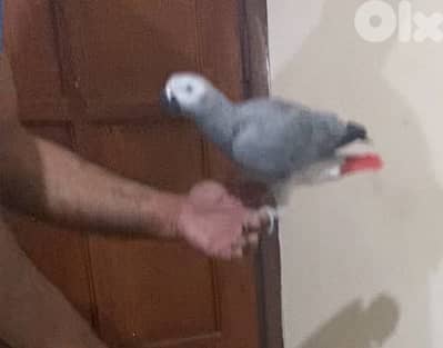 ببغاء افريقي كاسكو حكوجي