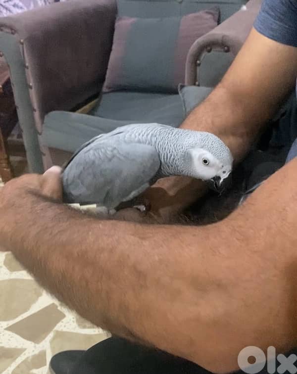 ببغاء افريقي كاسكو حكوجي 3