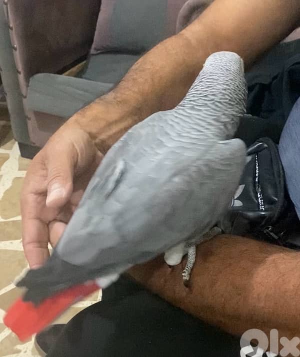 ببغاء افريقي كاسكو حكوجي 1