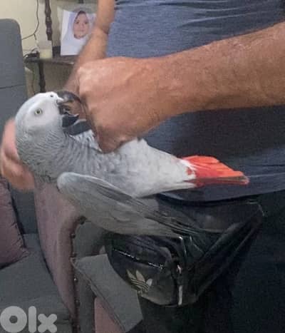 ببغاء افريقي كاسكو حكوجي