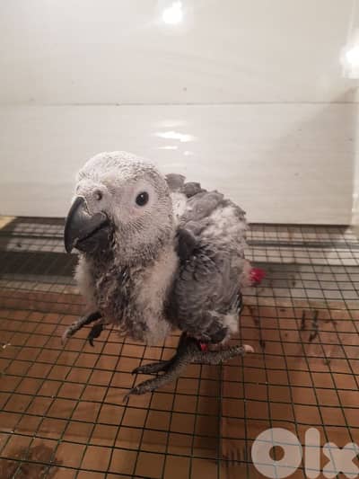 فرخ بغبغاء كاسكو تفقيس لبنان عمره شهرين