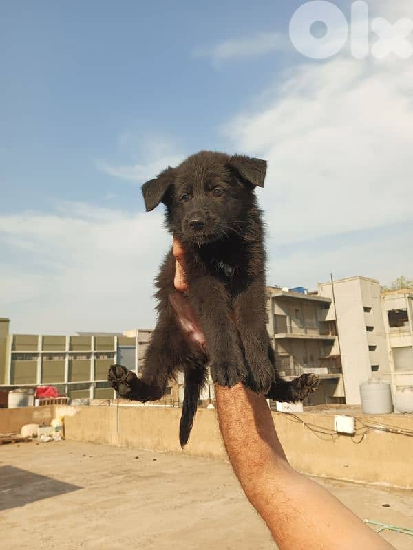 German shepherd full black german shepherd 10