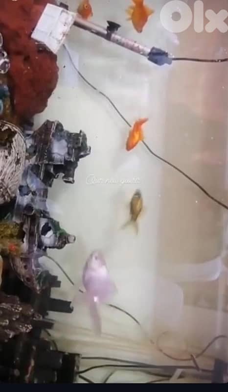 aquarium for the fish, big size with cupoard and filters 5