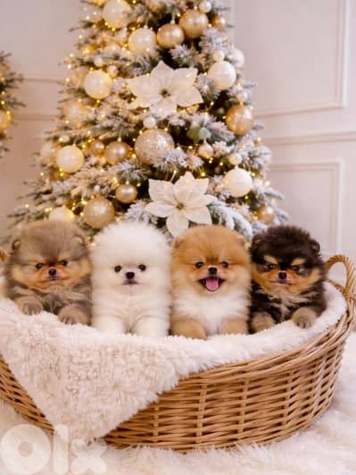 pomeranian 55 days available for sale