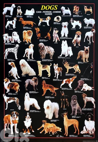 we have all pure breeds