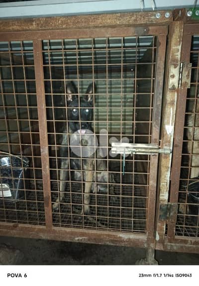 كلاب للبيع او البدل