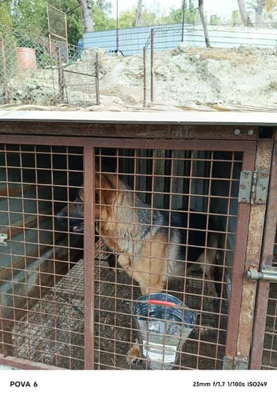 كلاب للبيع او البدل