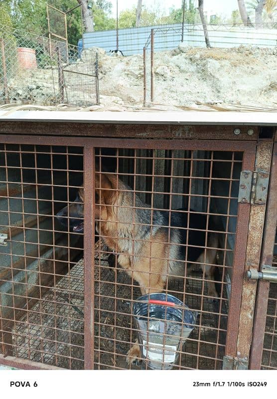 كلاب للبيع او البدل 1