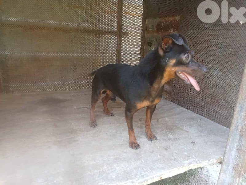 كلاب للبيع او البدل 2