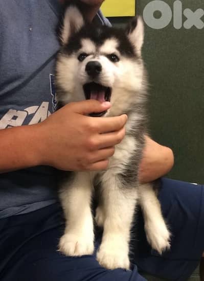Black & White Husky in store! DELIVERY dog كلاب