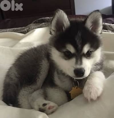 Unique Black & White Siberian Husky puppy available