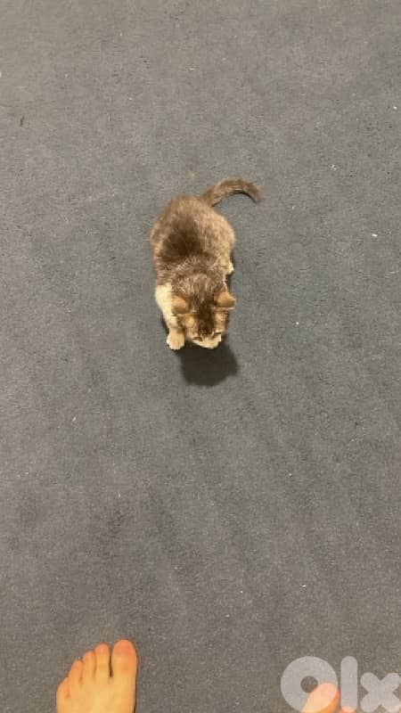 Domestic shorthair 1