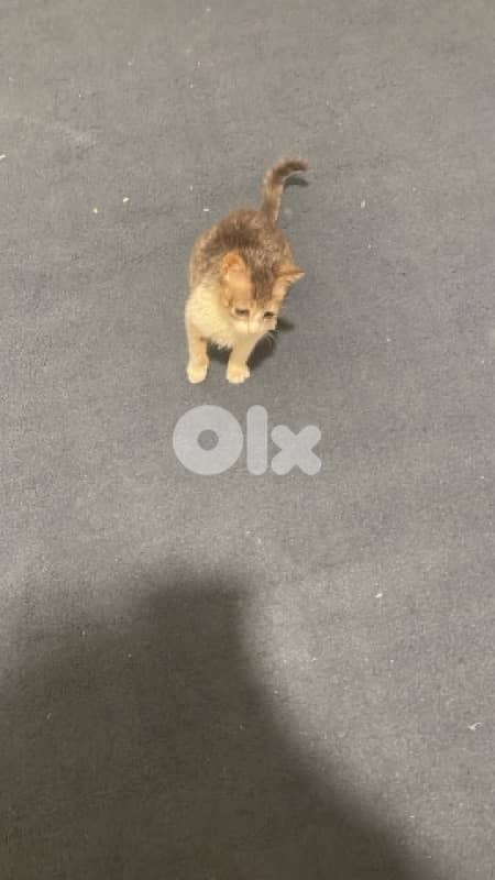 Domestic shorthair 2