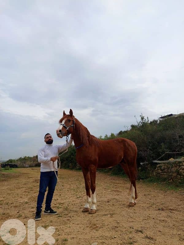 حصان اجنبي 1