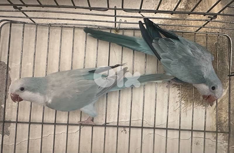 quaker parrot blue opaline جوز كويكر مكفول اوبلاين 1