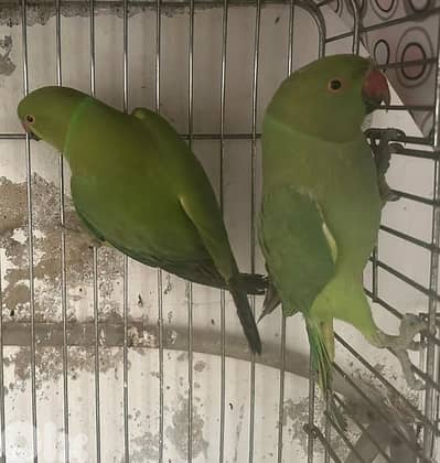 جوز ببغاء ضرة اخضر Parrot