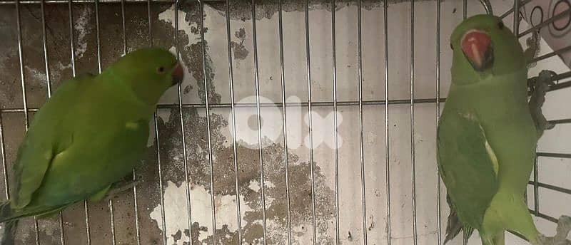 جوز ببغاء ضرة اخضر Parrot 1