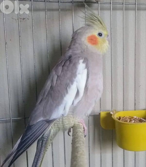 ٣ كروانات للبيع 2