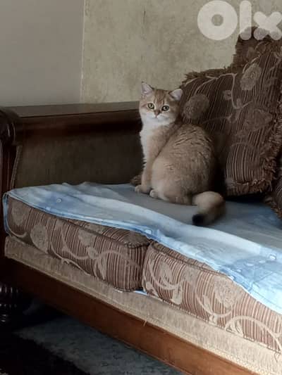 بيروت تلة الخياط