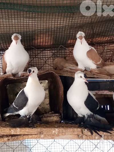 البقاع بعلبك