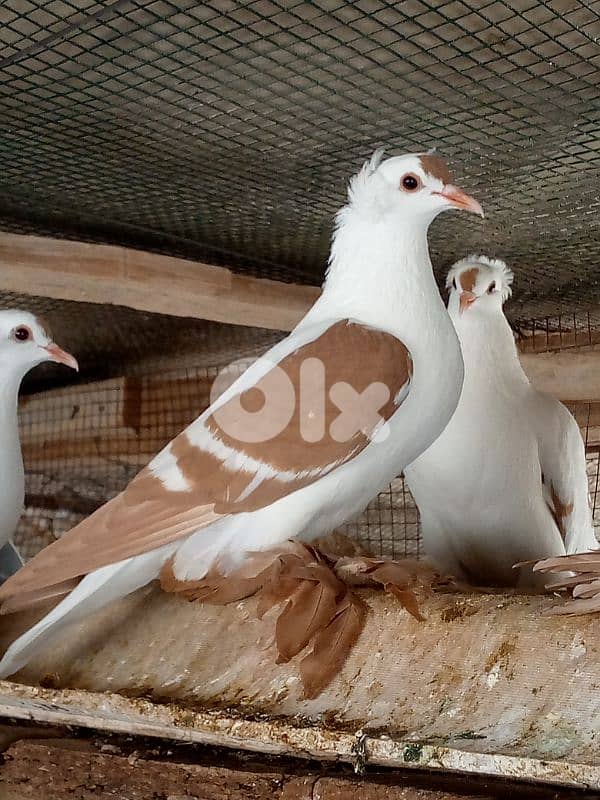 البقاع بعلبك 1