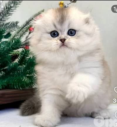 scottish chanchilla 70485808