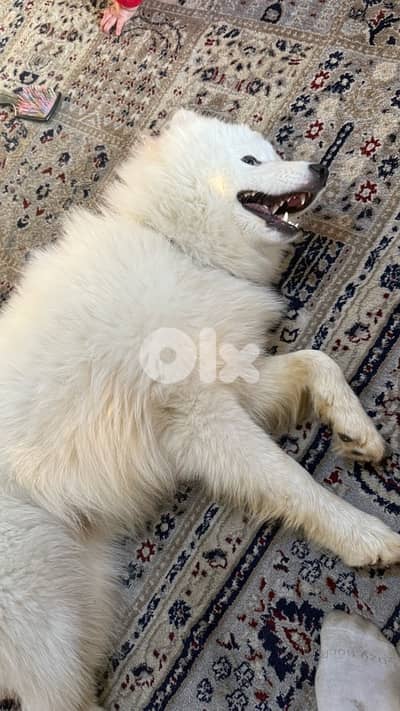 Pure Samoyed for Sale – 10 Months Old (Fully Vaccinated)