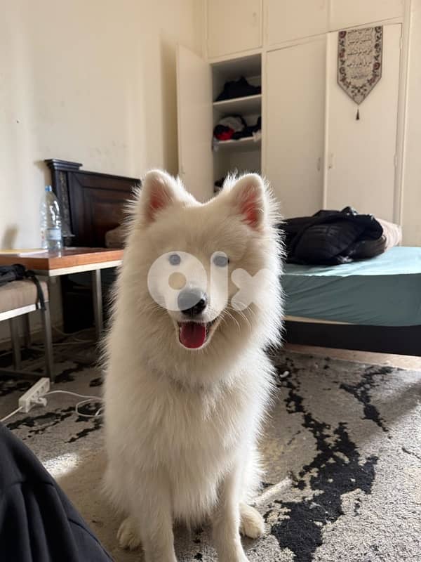 Pure Samoyed for Sale – 10 Months Old (Fully Vaccinated) 1