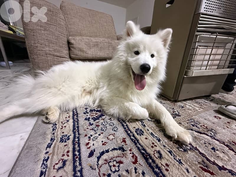 Pure Samoyed for Sale – 10 Months Old (Fully Vaccinated) 2