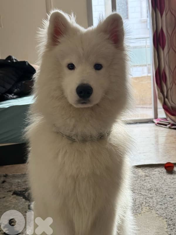 Pure Samoyed for Sale – 10 Months Old (Fully Vaccinated) 3
