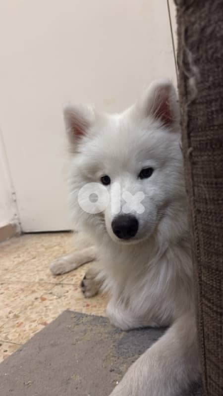 Pure Samoyed for Sale – 10 Months Old (Fully Vaccinated) 4
