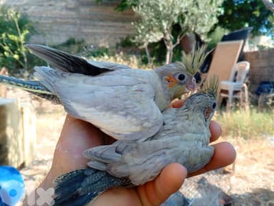 صيدا درب السيم