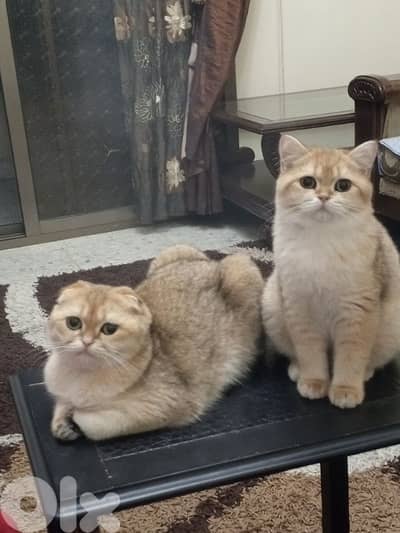 بيروت تلة الخياط