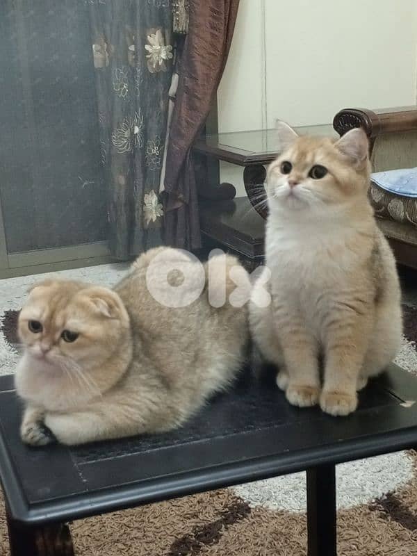 بيروت تلة الخياط 1