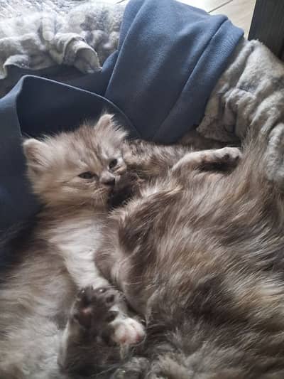 british long hair kitten