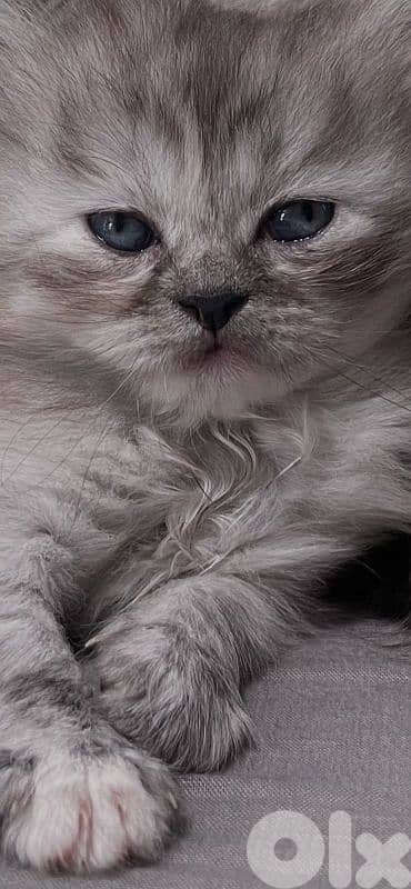 british long hair kitten 1