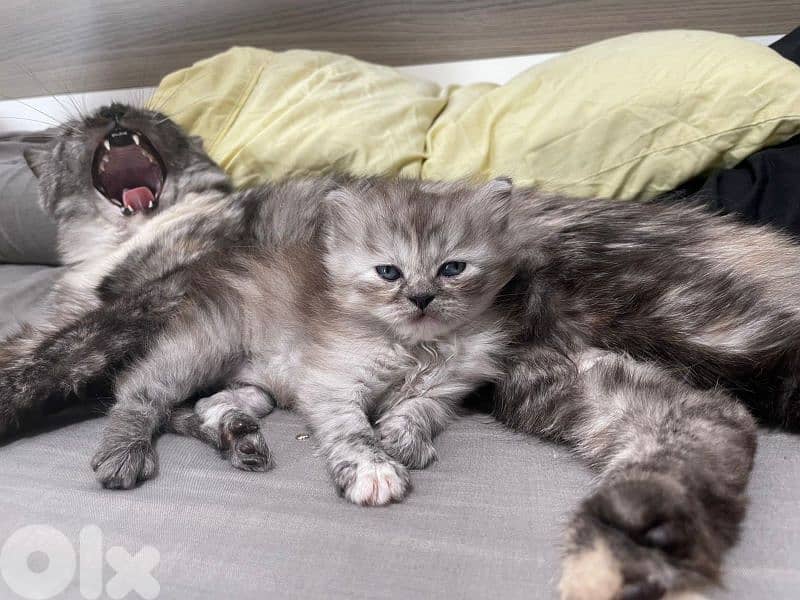 british long hair kitten 2