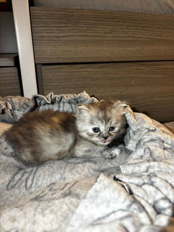 british long hair kitten 3