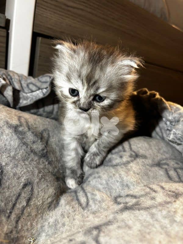 british long hair kitten 4