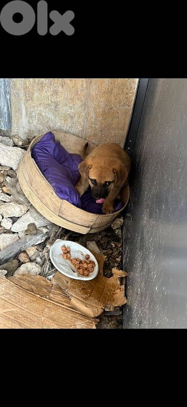 ميكس مالنوا