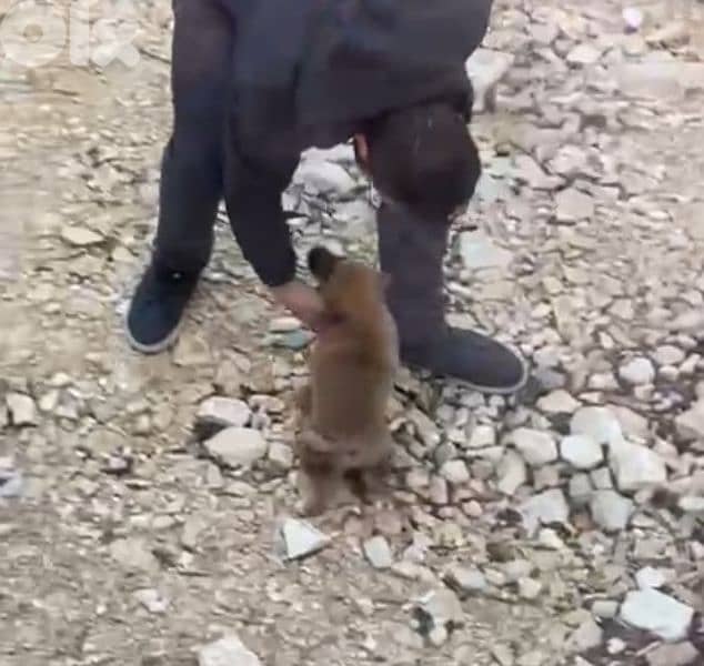 ميكس مالنوا 1