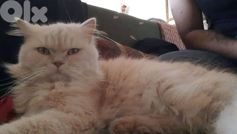 british long hair kitten 5