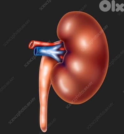 Left Kidney